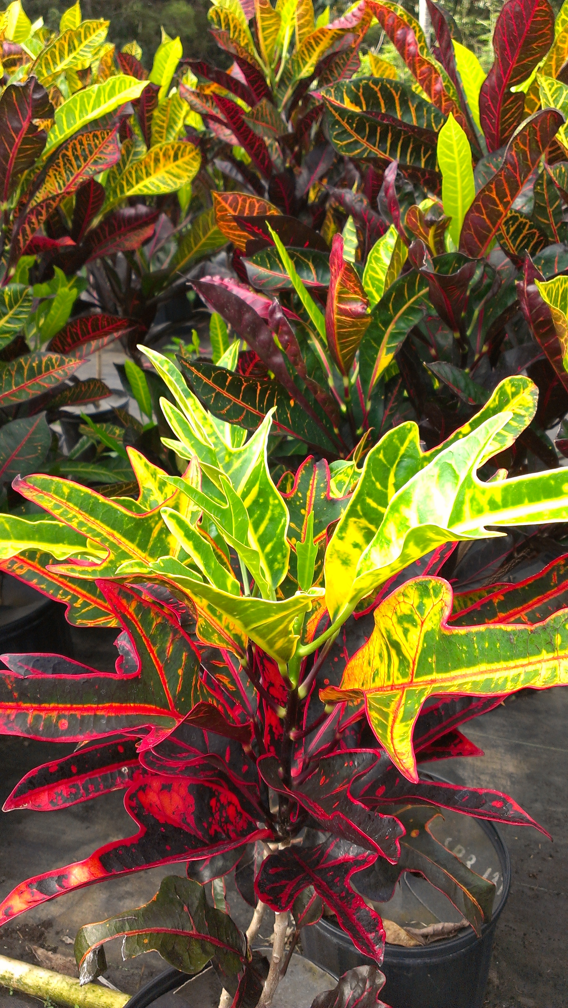 Purple croton plant Idea